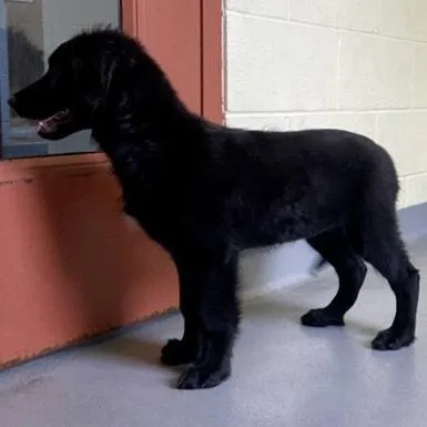 A baby small-sized female Black Labrador Retriever dog named Sindal for adoption in Erie, PA