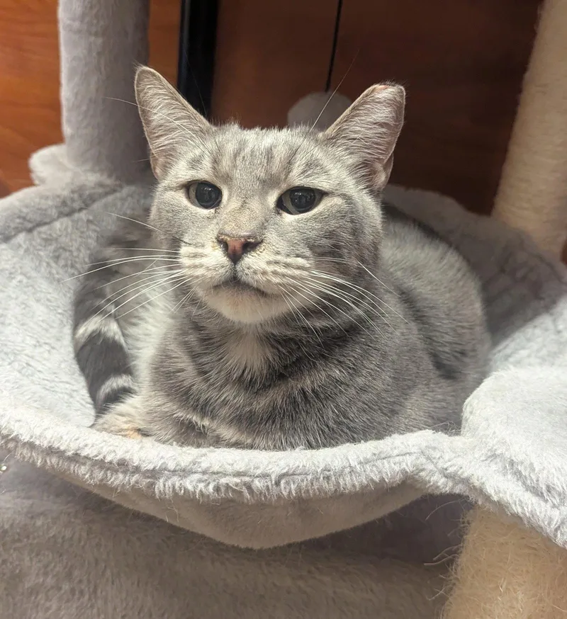 An adult medium-sized male Tabby cat named Macc for adoption in Greenville, DE