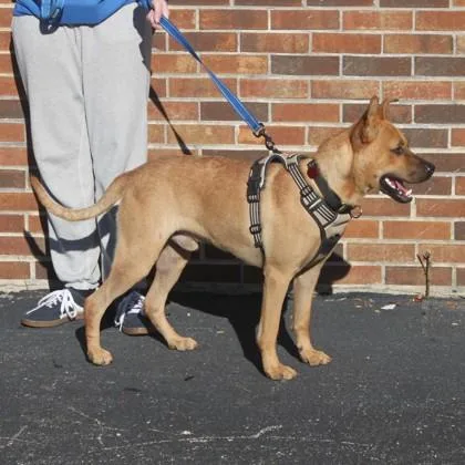 A young medium-sized male Mixed Breed dog named Cozmo+ for adoption in Elk Grove Village, IL