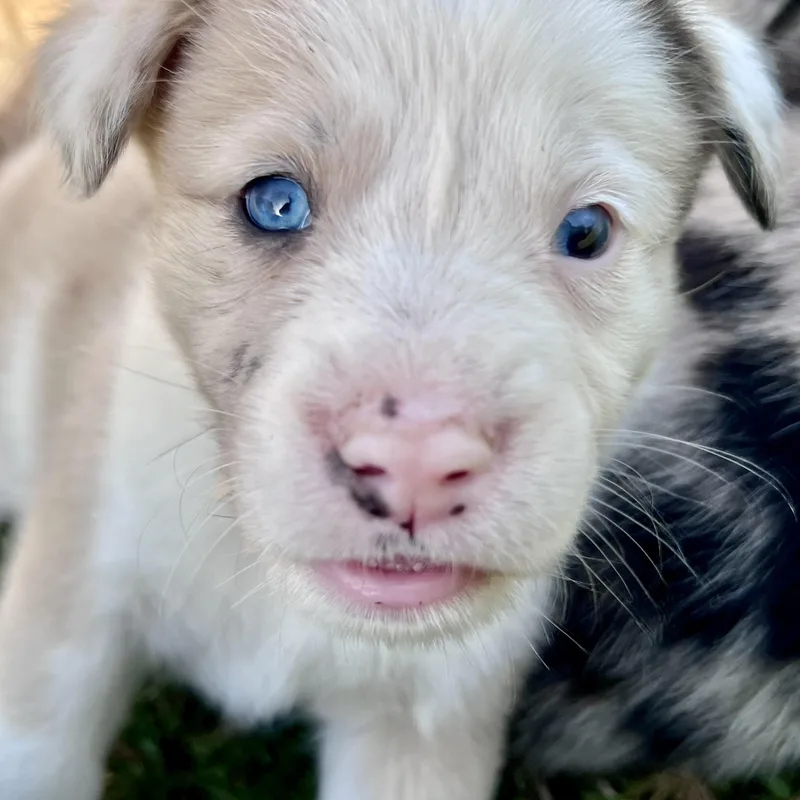 Macchiato thumbnail 2