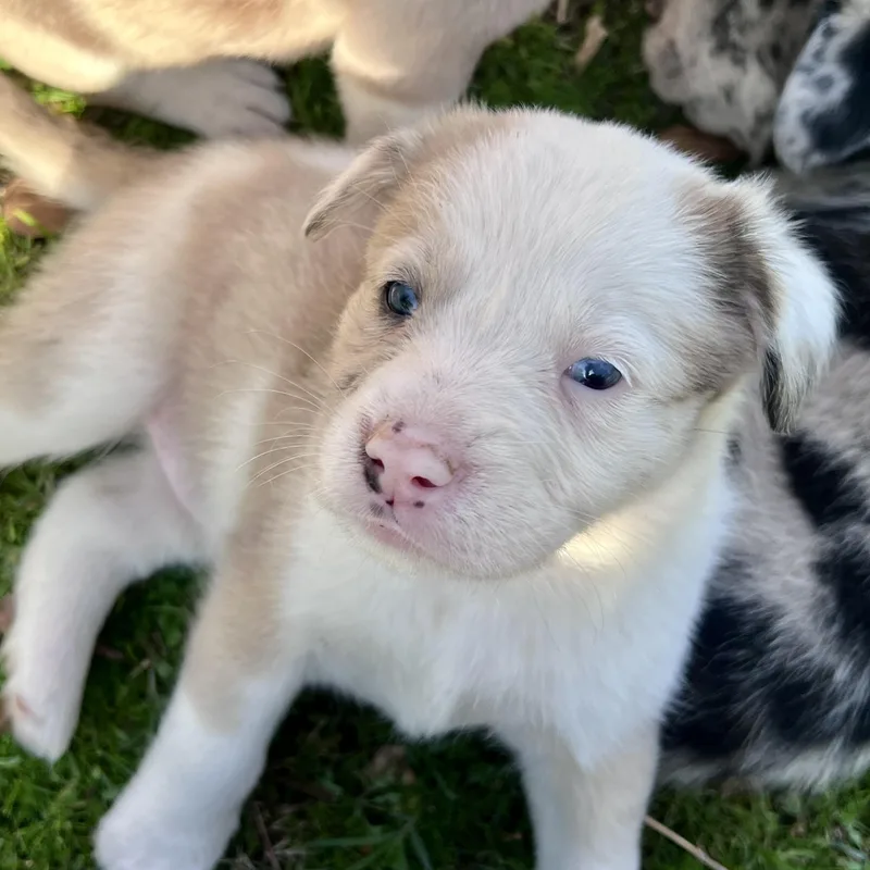 Macchiato thumbnail 3