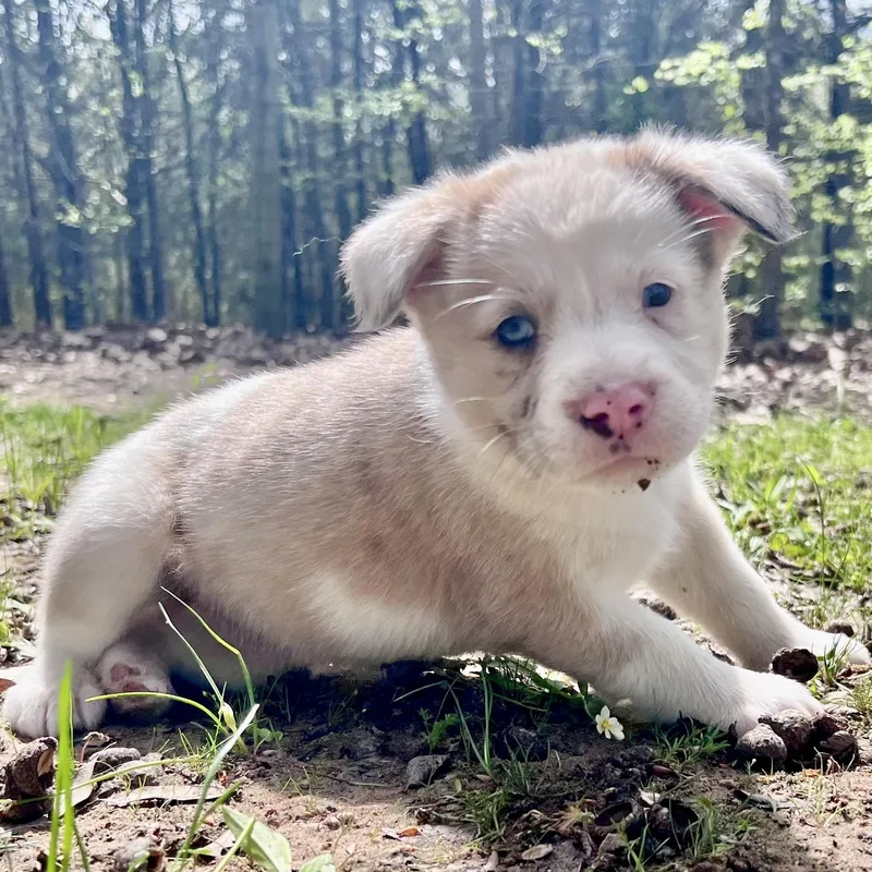 Macchiato thumbnail 4