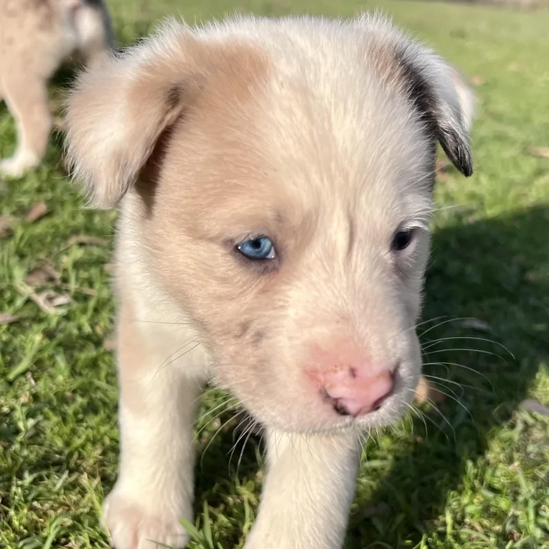 Macchiato thumbnail 5