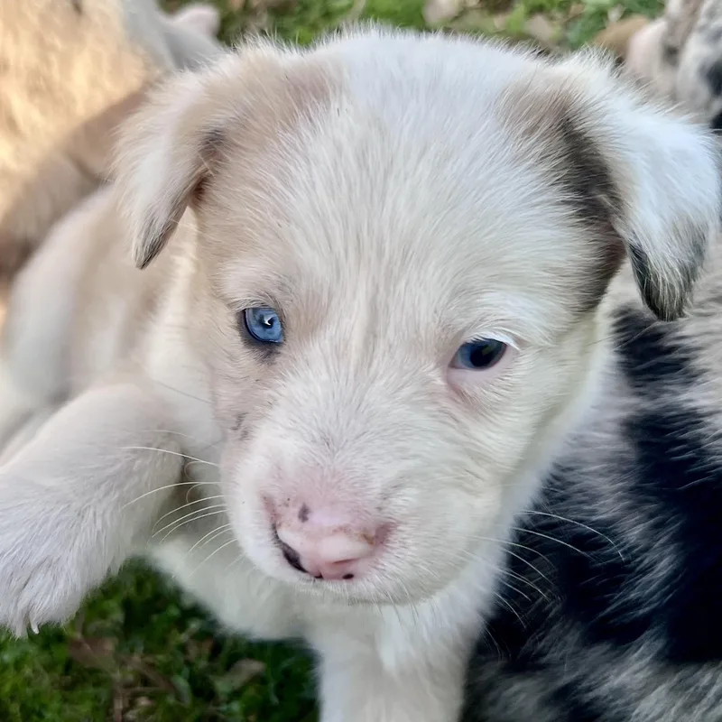 Macchiato thumbnail 6