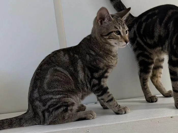 A young small-sized female Domestic Short Hair cat named Havarti for adoption in Hilton Head Island, SC
