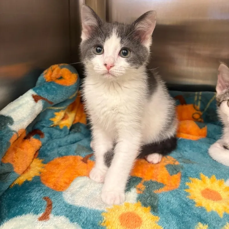 A baby small-sized female Gray / Blue / Silver Domestic Short Hair cat named Granite for adoption in Keizer, OR
