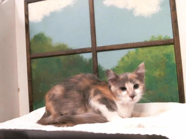 A baby small-sized female Domestic Short Hair cat named Lucky for adoption in Houston, TX