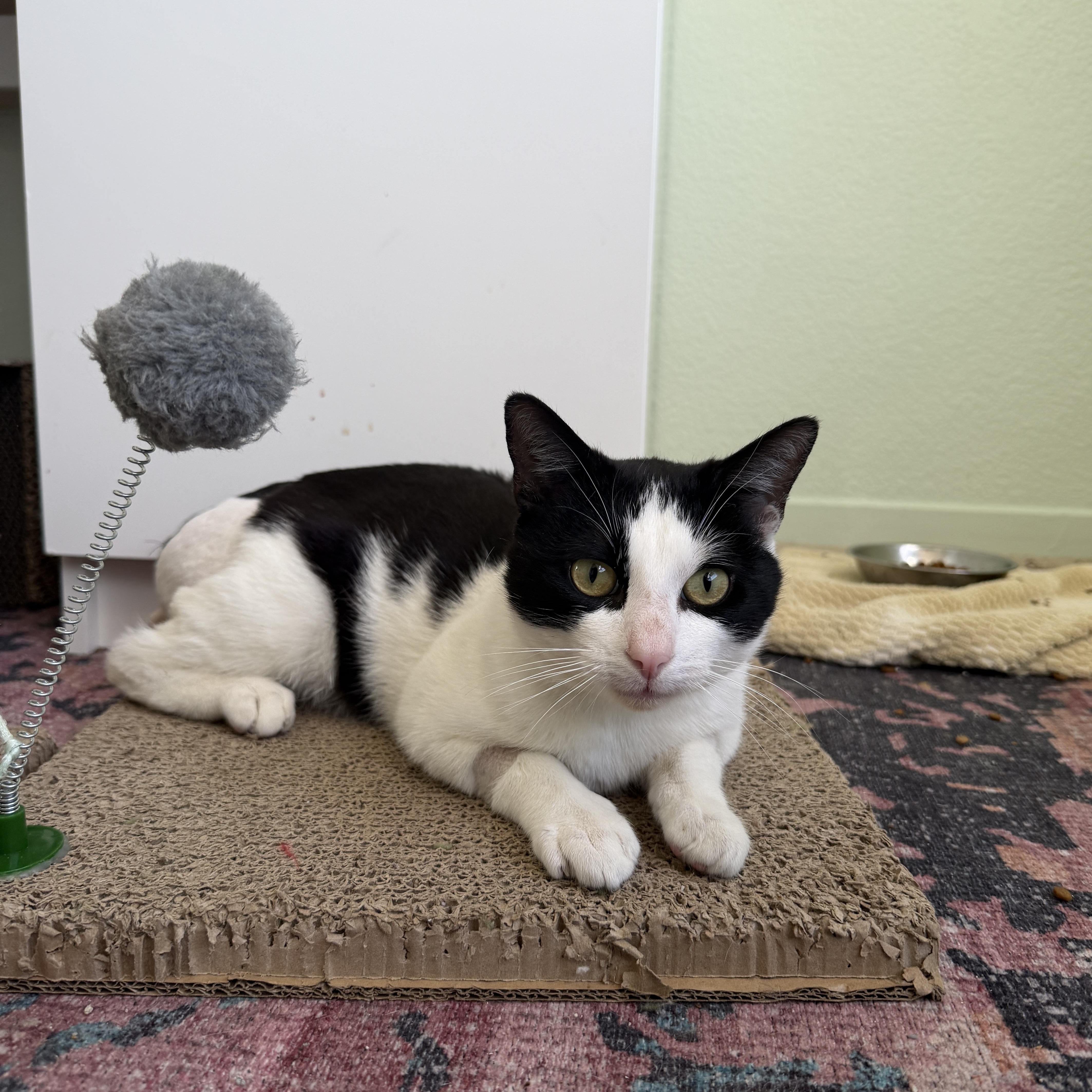 An adult medium-sized male Black & White / Tuxedo Domestic Short Hair cat named Parker for adoption in Davis, CA