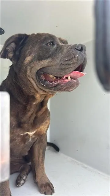 An adult medium-sized female Boerboel dog named A for adoption in Houston, TX