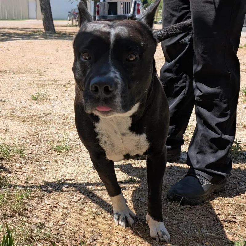 An adult large-sized male Black Pit Bull Terrier dog named Greeno for adoption in Buchanan Dam, TX
