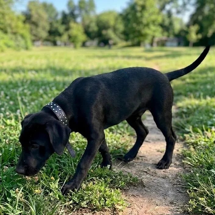 A baby medium-sized male Beagle dog named Joe for adoption in Pittsfield, IL