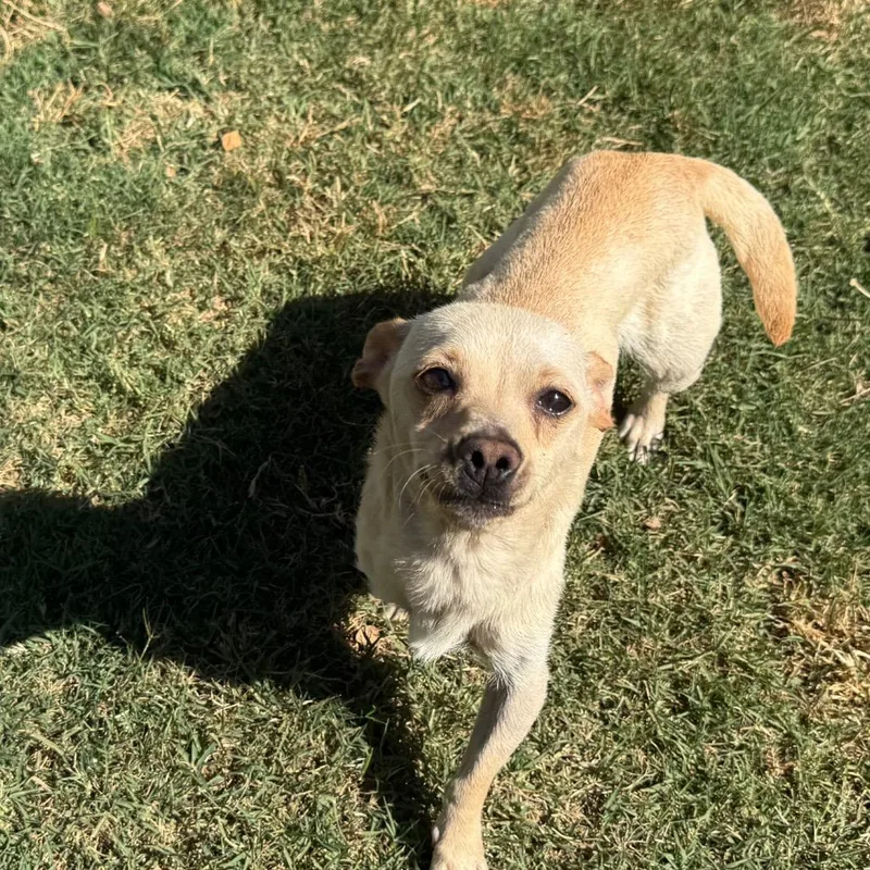 An adult small-sized female White / Cream Chihuahua dog named Hope for adoption in Sacramento, CA
