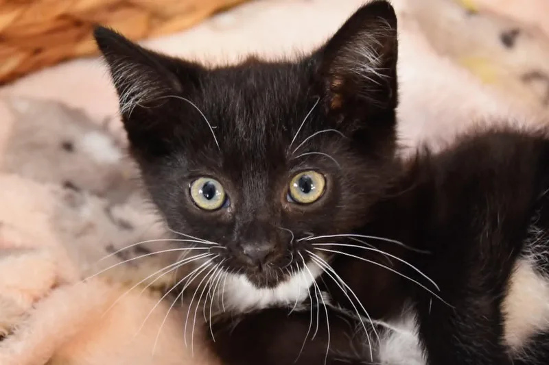 A baby medium-sized female Black & White / Tuxedo Domestic Short Hair cat named Clementine for adoption in Georgetown, OH