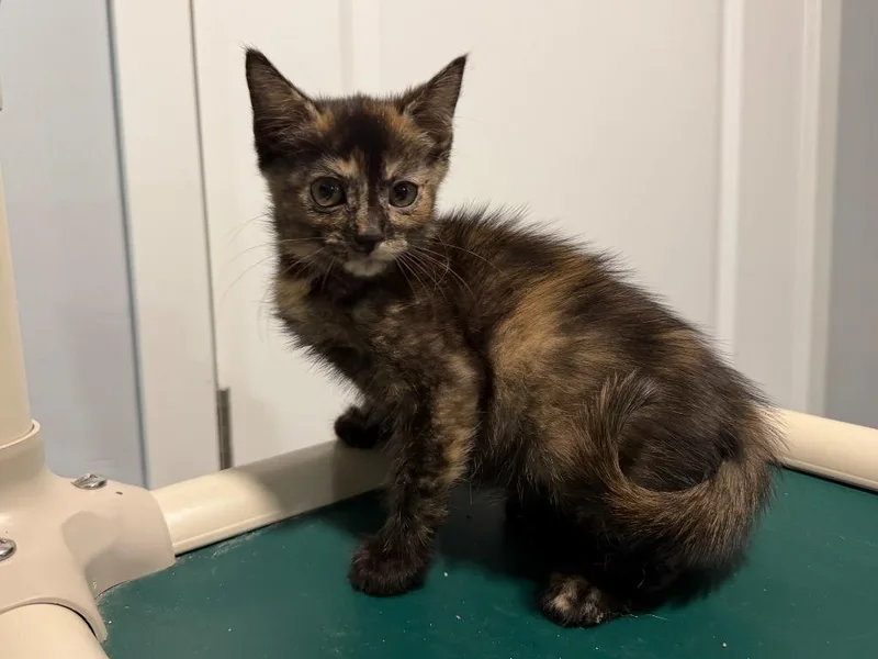 A baby small-sized female Dilute Tortoiseshell cat named Jan Brady for adoption in Powell, OH