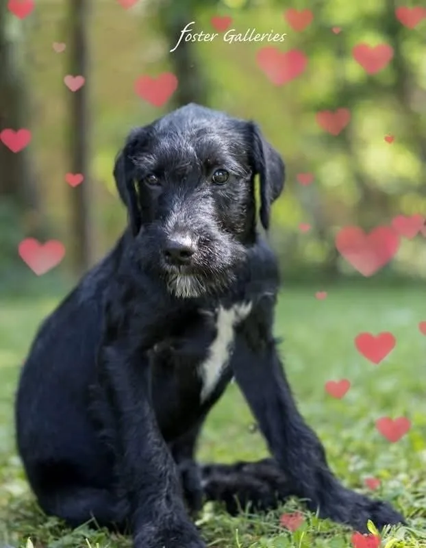 A young medium-sized male Schnauzer dog named Dutch for adoption in Middletown, CT