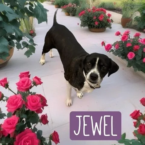 Jewel
