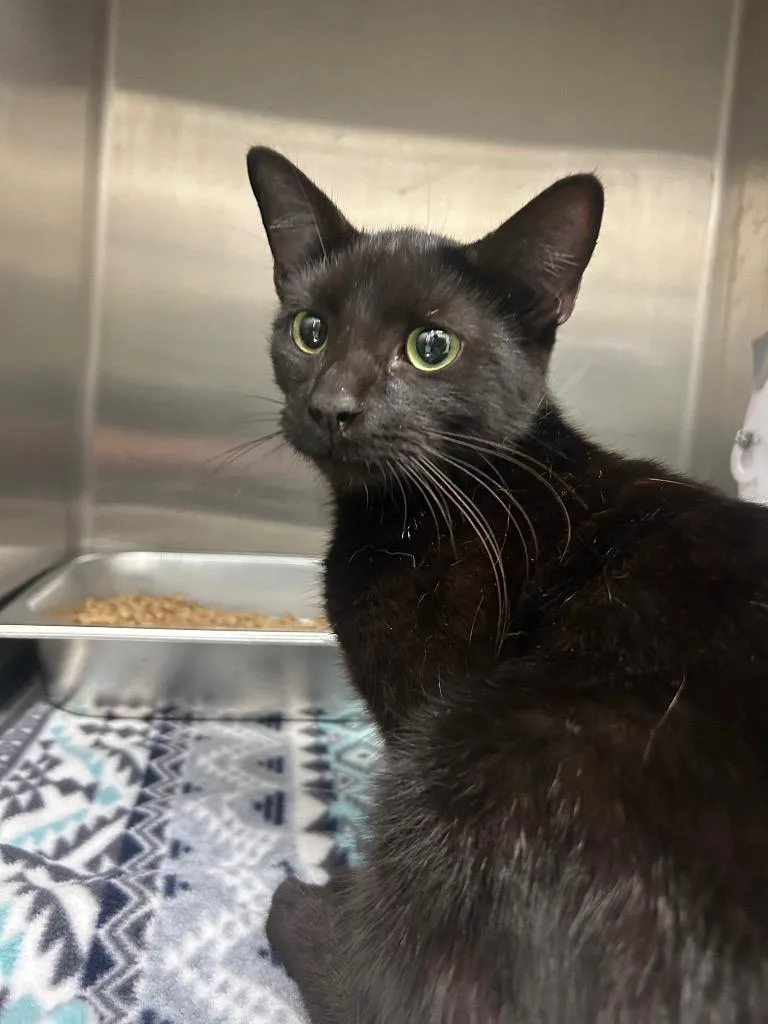 An adult medium-sized female Domestic Short Hair cat named Amora for adoption in Hartsville, SC