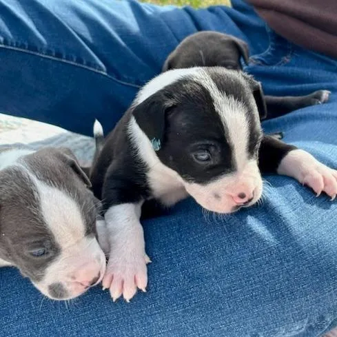 A baby medium-sized male Black Mixed Breed dog named Malachi for adoption in Bentonville, AR