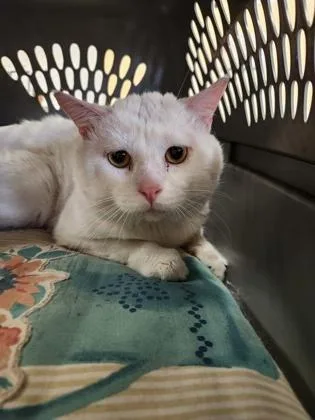 An adult small-sized male Domestic Short Hair cat named Hamilton for adoption in Independence, MO