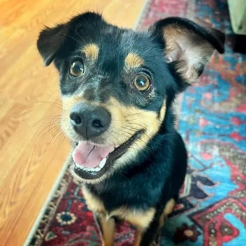 An adult small-sized male Black Terrier dog named Stitch for adoption in Bastrop, TX