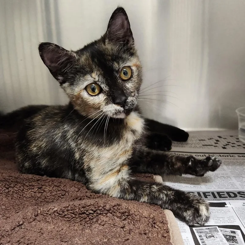 A baby small-sized female Tortoiseshell Domestic Short Hair cat named Fantasia for adoption in Milton, FL
