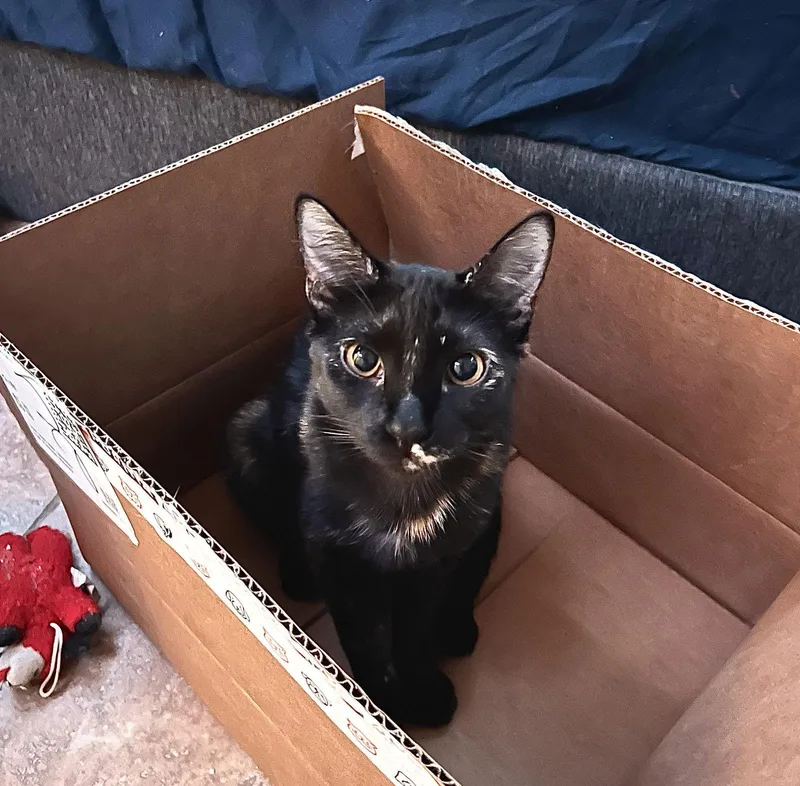 A young medium-sized female Tortoiseshell cat named Karma bondedtoJasper for adoption in Houston, TX