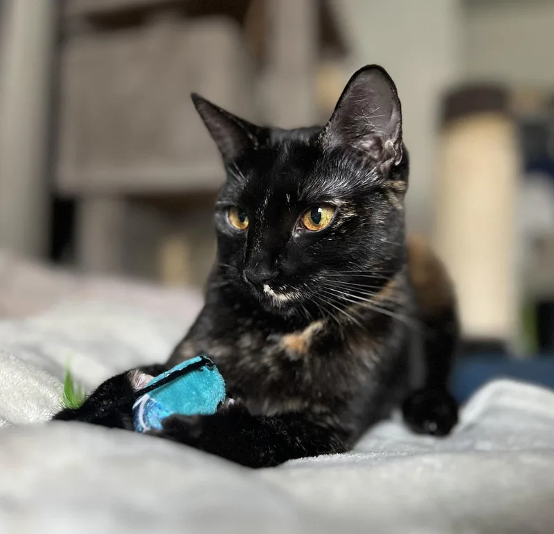 Karma bondedtoJasper thumbnail 3