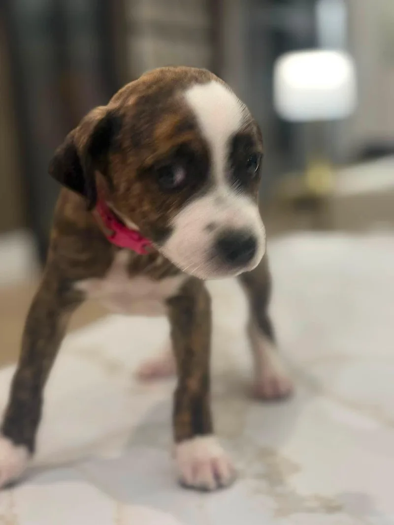 Samantha