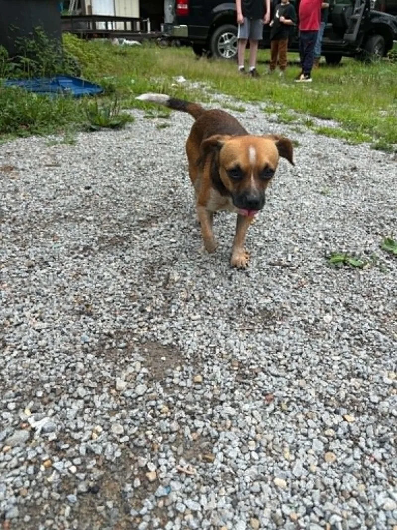 A young medium-sized male Brown / Chocolate Chihuahua dog named Biscuit for adoption in Georgetown, OH