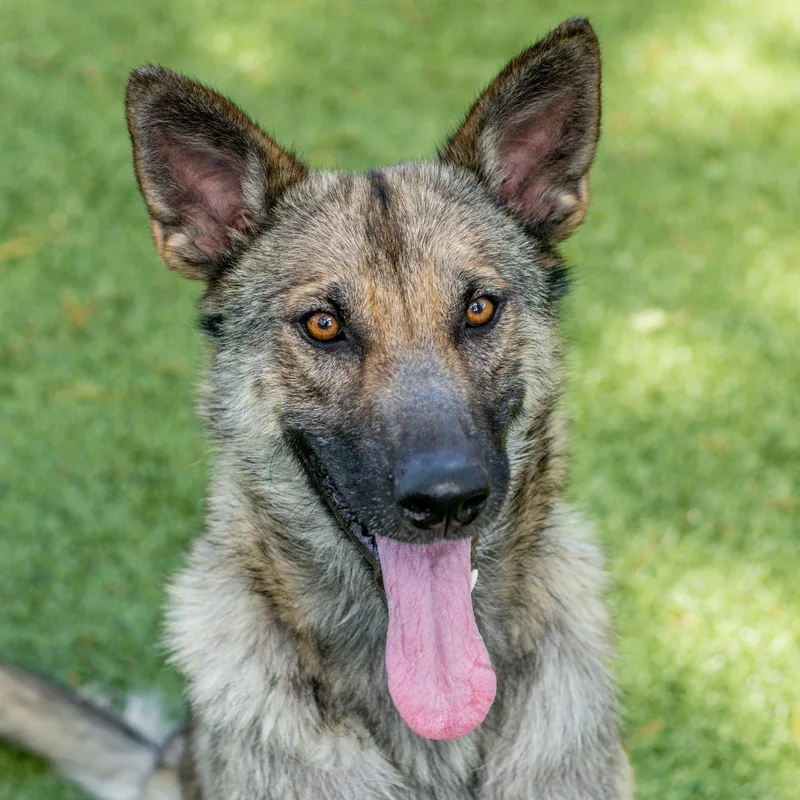 Maya