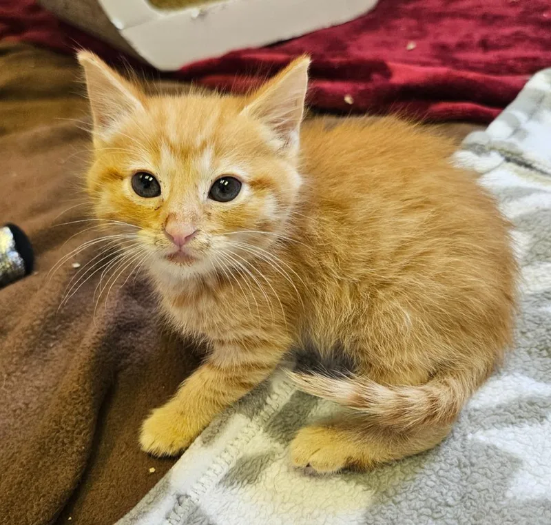 A baby small-sized male Domestic Short Hair cat named Sparrow for adoption in Sherwood, AR