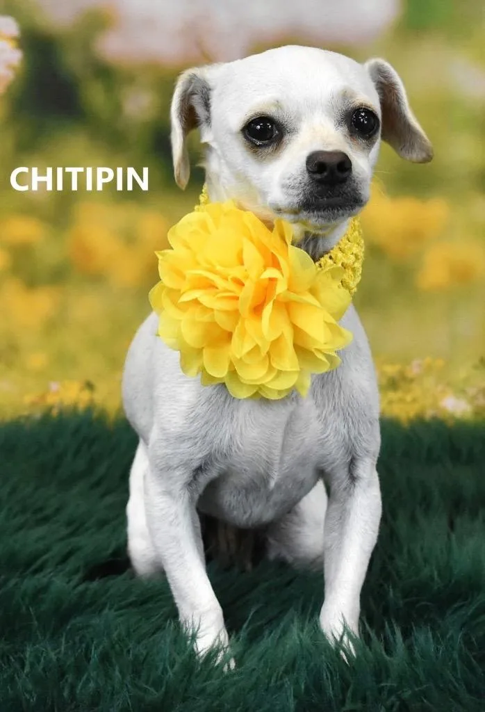 Chitipin thumbnail 3