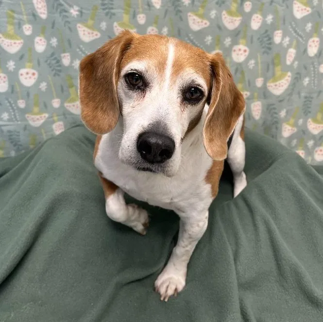 An adult medium-sized male Tricolor (Brown, Black, & White) Beagle dog named Tippy for adoption in Benld, IL