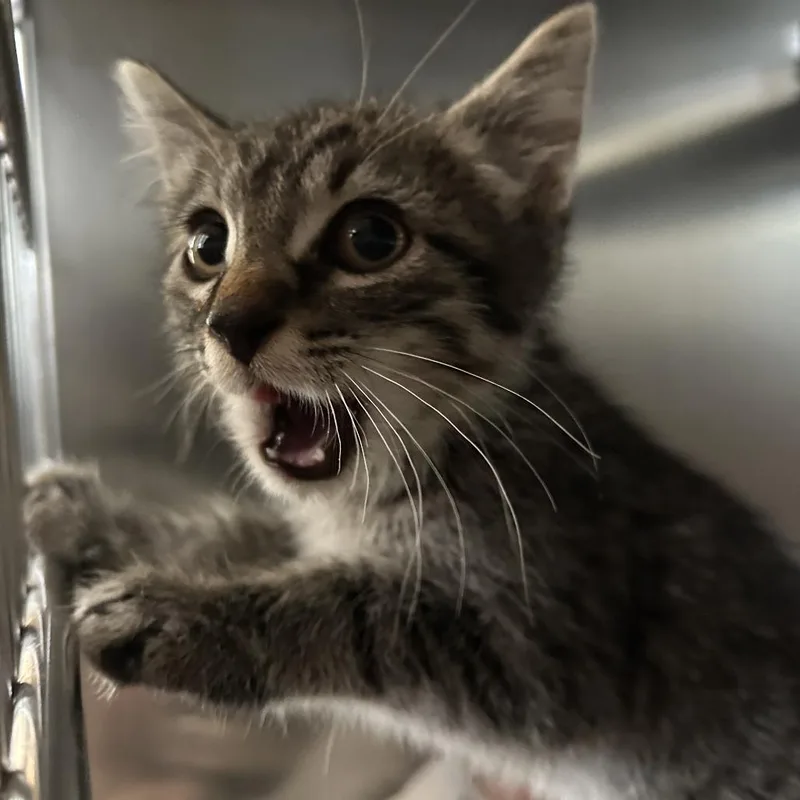 A baby small-sized male Brown / Chocolate Domestic Short Hair cat named Order for adoption in Asheville, NC