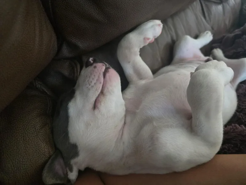 A young medium-sized male White / Cream American Staffordshire Terrier dog named Anakin for adoption in Humble, TX