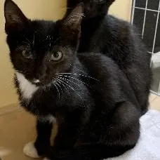 A baby medium-sized male Black & White / Tuxedo Tuxedo cat named Zeus for adoption in Memphis, TN