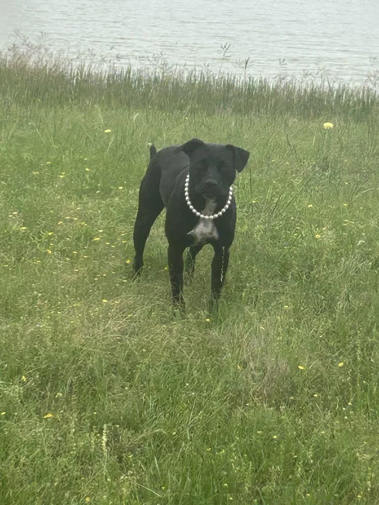 A young medium-sized female Black Labrador Retriever dog named Frida Khalo for adoption in Tomball, TX