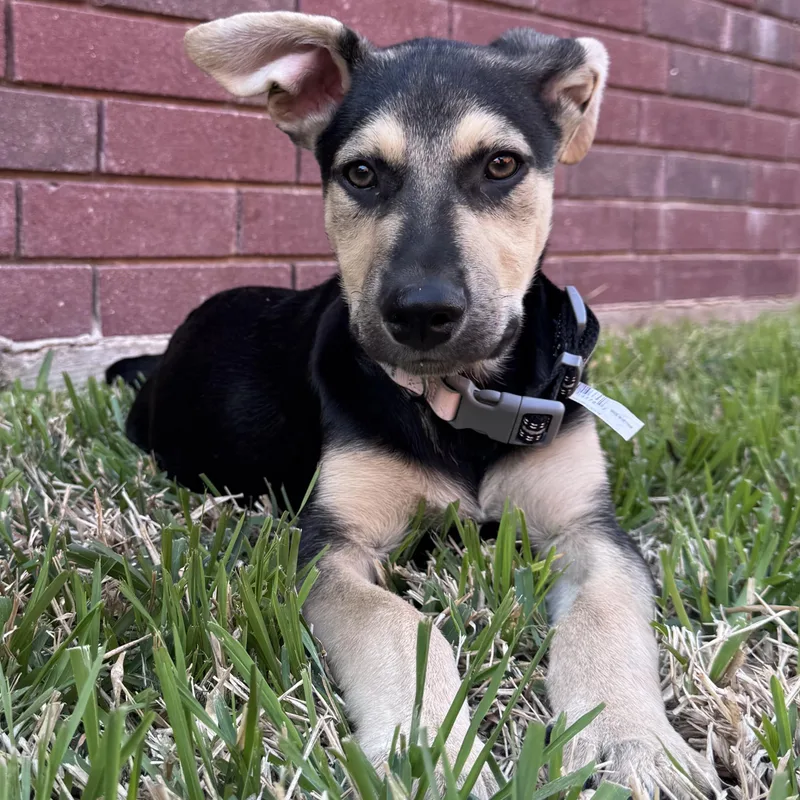 A baby medium-sized male German Shepherd Dog dog named Peppers for adoption in Krum, TX