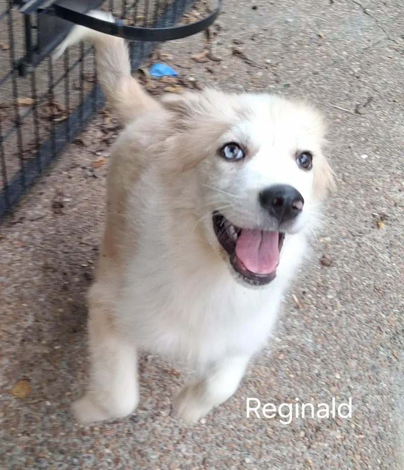 A young medium-sized male Mixed Breed dog named Reginald for adoption in Memphis, TN