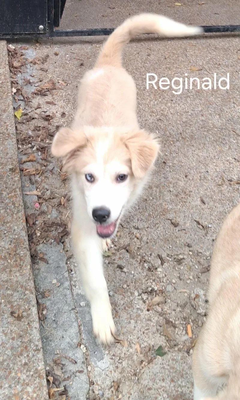 Reginald thumbnail 3