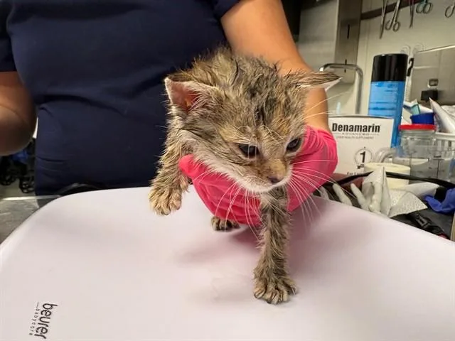 A baby small-sized female Domestic Short Hair cat named Morty for adoption in Ontario, CA