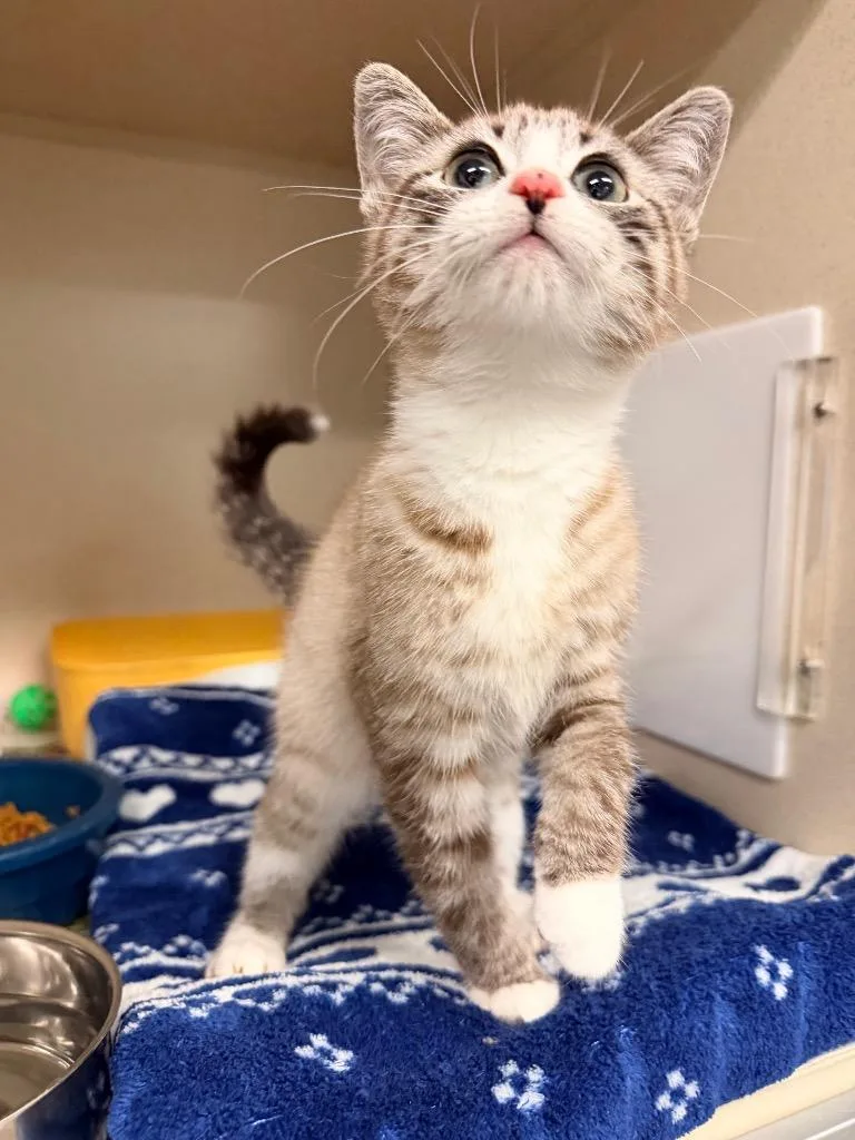 A baby medium-sized male Domestic Short Hair cat named Shiloh for adoption in Pottsville, PA