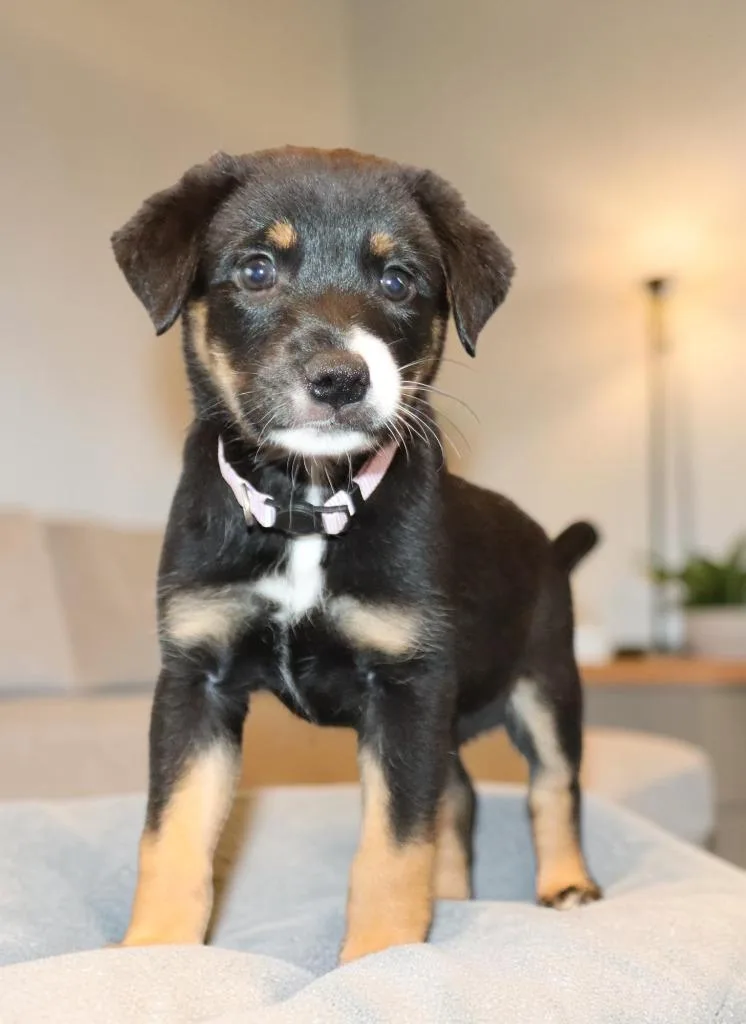 A baby medium-sized female Mixed Breed dog named Usahana for adoption in Mesa, AZ