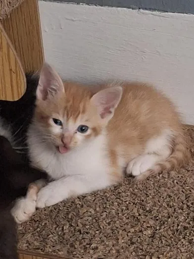 Cheeto thumbnail 2