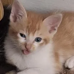 Cheeto thumbnail 3