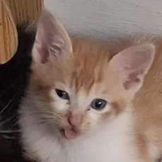 Cheeto thumbnail 4