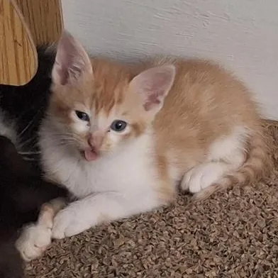 A baby small-sized male Tabby (Orange / Red) Domestic Short Hair cat named Cheeto for adoption in Liverpool, TX