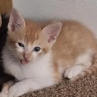 Cheeto thumbnail 6