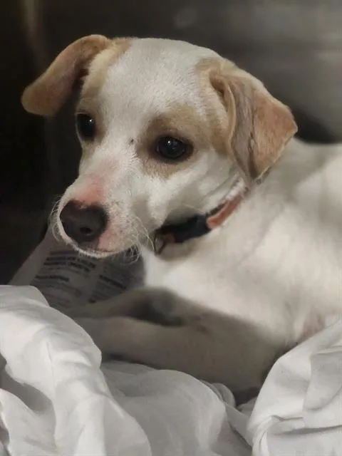 A young small-sized female Chihuahua dog named Primrose for adoption in Bakersfield, CA