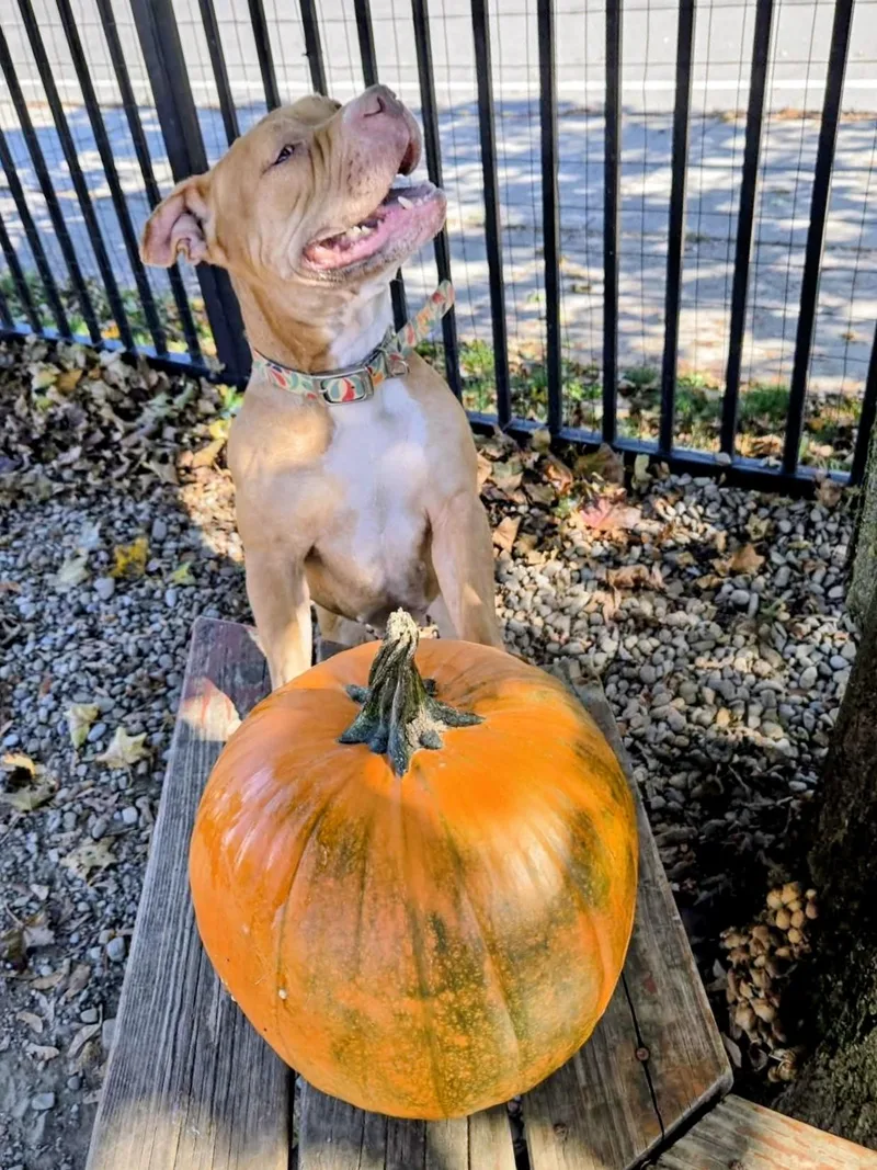 A young medium-sized female Yellow / Tan / Blond / Fawn Pit Bull Terrier dog named Keisha for adoption in Buffalo, NY